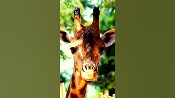 giraffe sounds , giraffe sound #cutelittleanimals #animalsouds #animalnoises