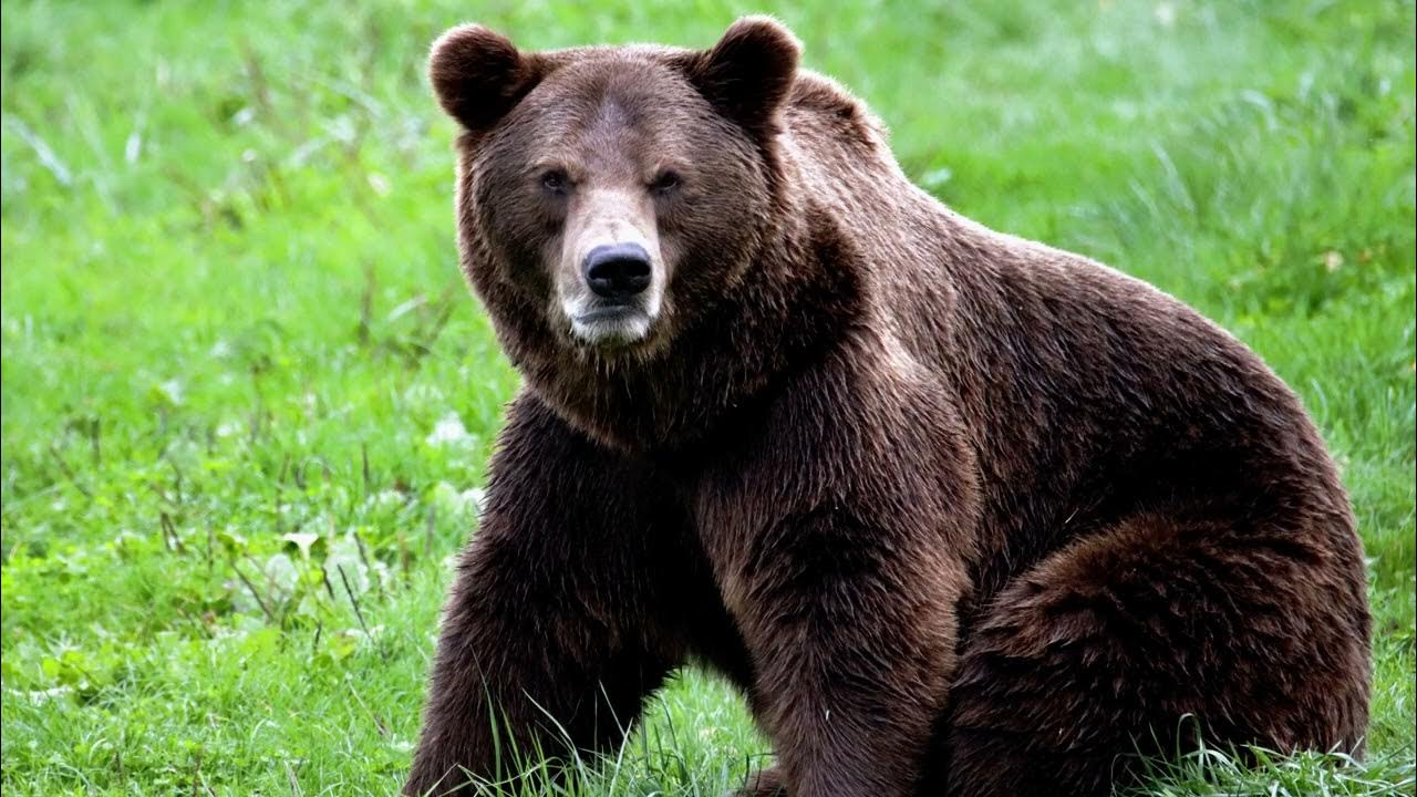 Bear sound effect, grizzly bear roar, brown bear growling and snarling