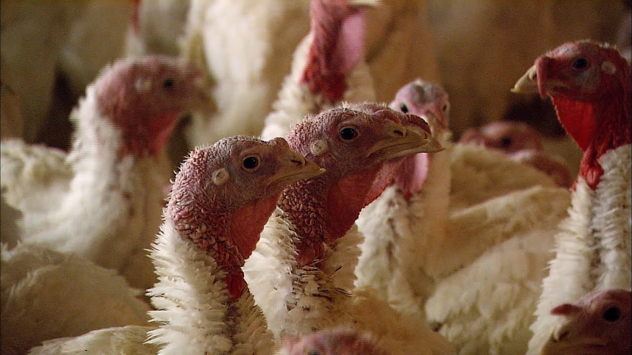 Bird Flu Continues but Export Impact Lessened - YouTube