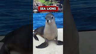 Top 5 Animals In Mexico