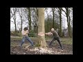 Felling an ash tree by hand