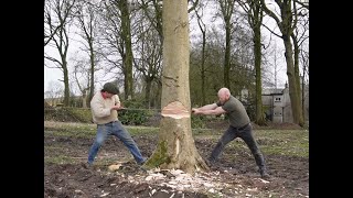 Felling An Ash Tree By Hand
