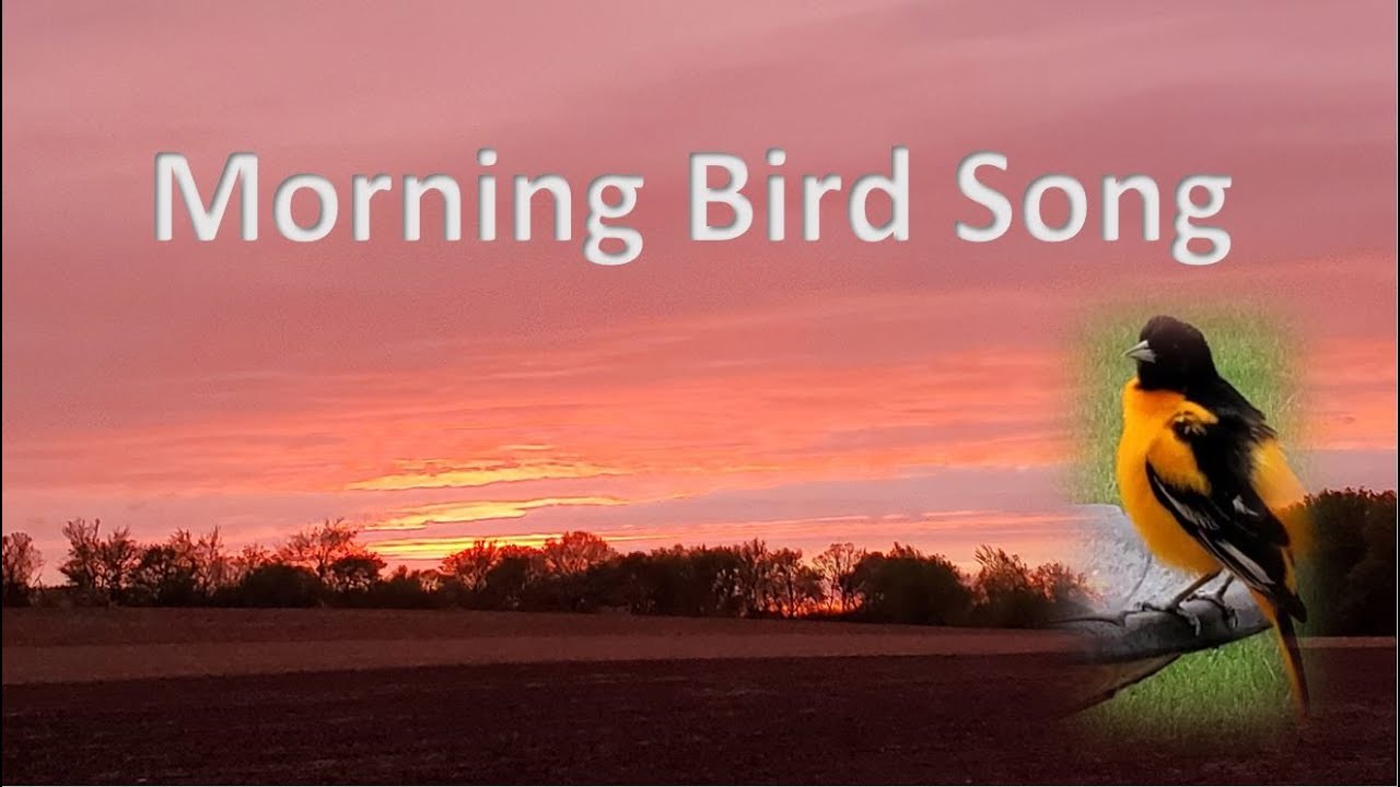 Relax with Nature- Watch sunrise as birds sing their good morning ...