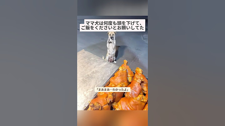 出産を終えたばかりのママ犬が、何度も頭を下げて、「どうか…食べ物を少しだけでもください」と、店主に必死にお願いしていた 🥹🍚 #犬 #犬の思いは顔に表れている #癒し #犬の物語 #物語を描こう