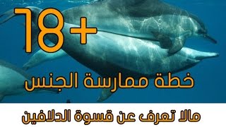 شراسة الدلافين في التزاوج