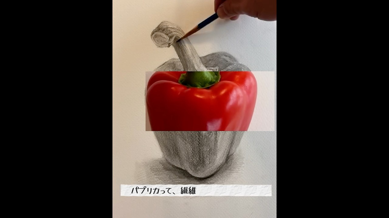 【タイムラプス】パプリカのデッサン #drawing #デッサン #絵の描き方 #art #美術