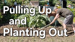 End of MAY on the Plot | Pulling up and Planting Out | May 2026