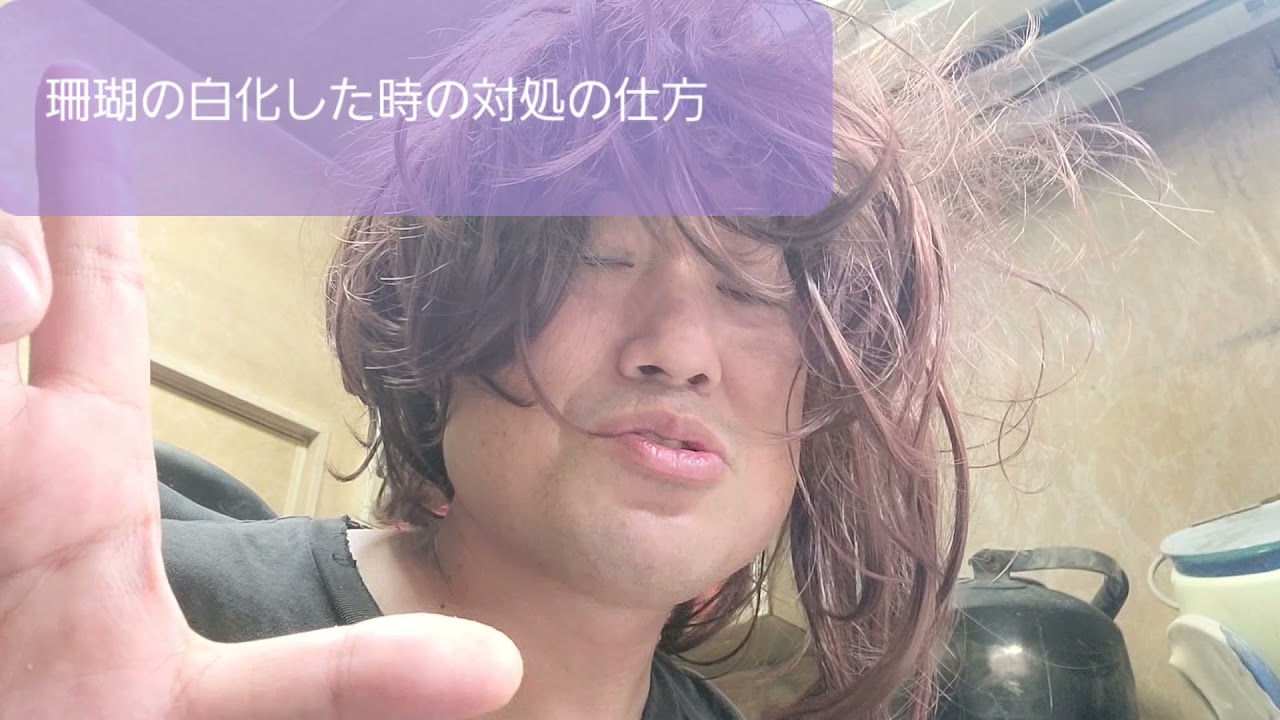 珊瑚の白化した場合の対応の仕方について