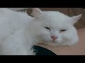 Massage with a Persian Cat