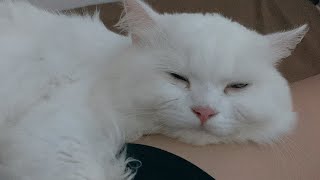 Massage with a Persian Cat by Christia Velante 414 views 1 year ago 1 minute, 23 seconds