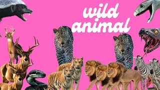 WildAnimal | When Nature Fights Back: The Most Shocking Wild Animal Encounters Caught on Camera