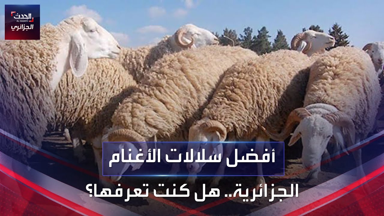أفضل سلالات الأغنام الجزائرية.. هل كنت تعرفها؟