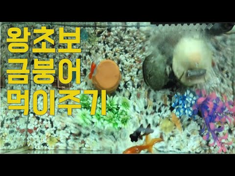 금붕어 키우기|금붕어 먹이주기