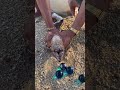Finding Eggs Inside a Moray Eel 😱 | Rare Sea Discovery