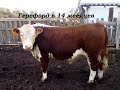 Герефорды в 13 и 14 месяцев