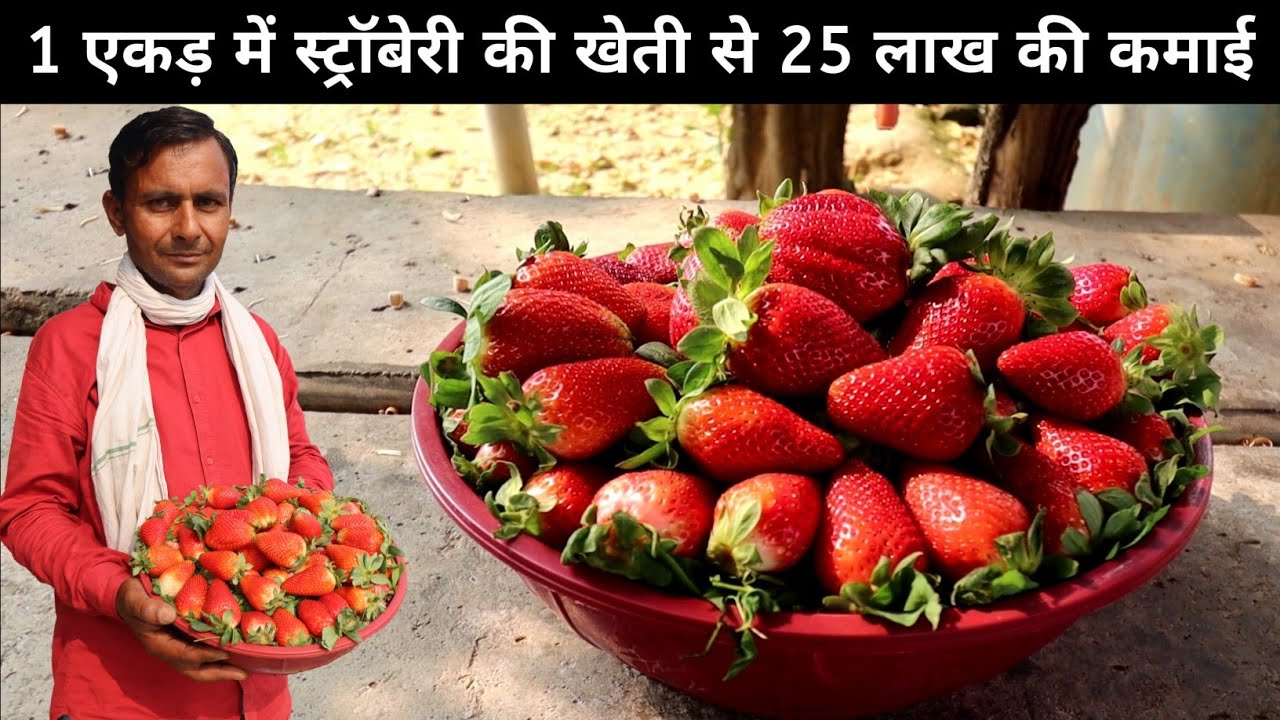 यह किसान करता है 1 एकड़ में स्ट्रॉबेरी से 25 लाख की कमाई | Strawberry Farming