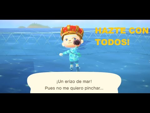 COMO PESCAR UN ERIZO DE MAR EN 30 SEGUNDOS! ANIMAL CROSSING NEW ...