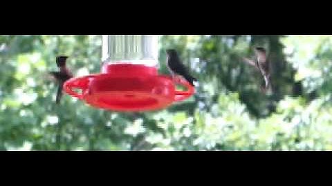Ruby-throated hummingbirds sharing a feeder, slow motion