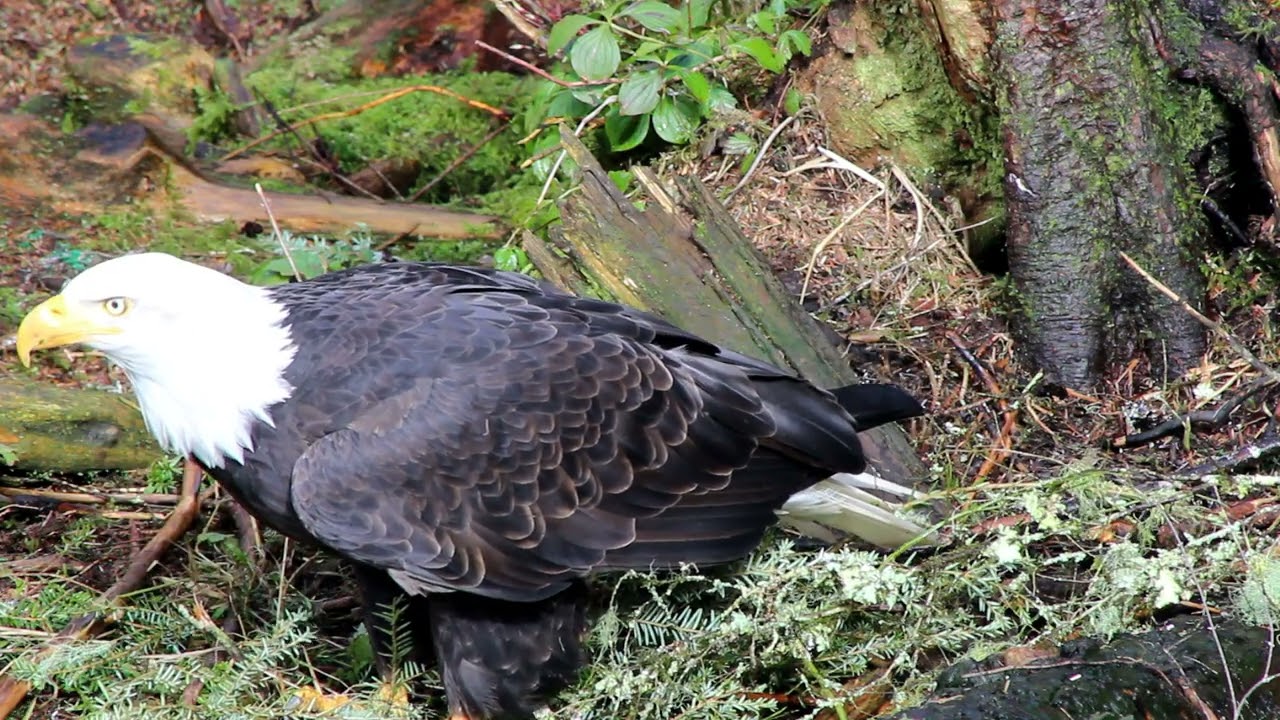 Raptors! A Guide to Minnesota's Birds of Prey - All Seasons Wild Bird Store