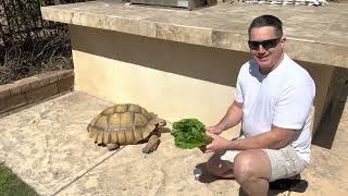 A Day In The Life Of Tank The Sulcata Tortoise!