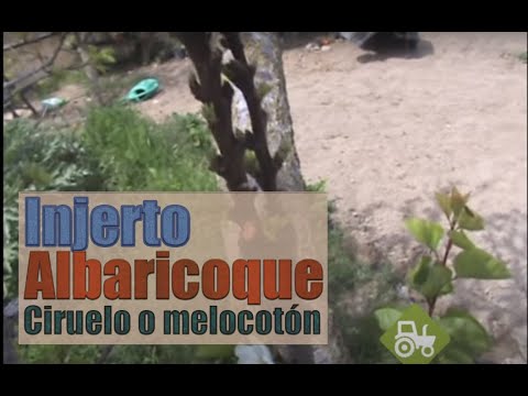 Video: Injerto De Albaricoque: ¿cómo Se Pueden Injertar Los Principiantes En Cerezas, Manzanos Y Otros árboles En Primavera? Fechas En Los Suburbios Y Otras Regiones