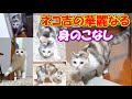 三毛猫ネコ吉の華麗なる身のこなし