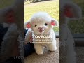 Сертификат PETA и почему он важен? 💚