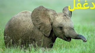 ما هو إسم صغير الفيل ؟؟؟