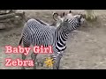 Grevy's Zebra Mothers play and foals play  しまうま　ママたちで遊ぶ　Los Angeles zoo