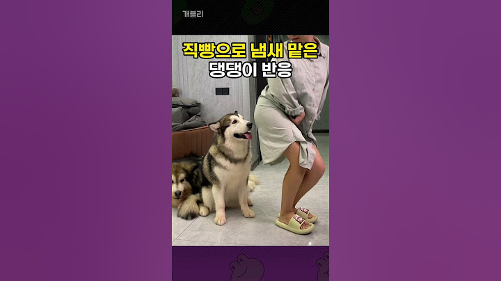 얼굴에 직빵으로 발사하자.. 댕댕이 반응