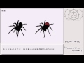 【ゆっくりSCP紹介】SCP-1470【テレパシーグモ】