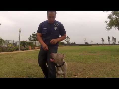 pit-bull-training-los-angeles,-orange-county-and-san-diego-|-sandlot-k9-services
