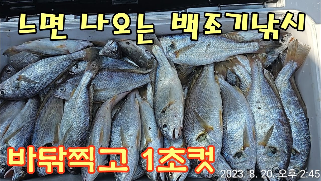 백조기 시즌 막바지 느면나오는 백조기 바닥만 찍으면 나와요 - YouTube