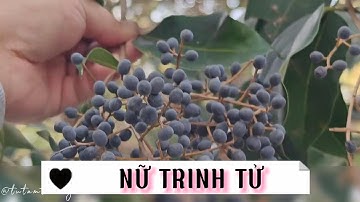 Vị thuốc NỮ TRINH TỬ