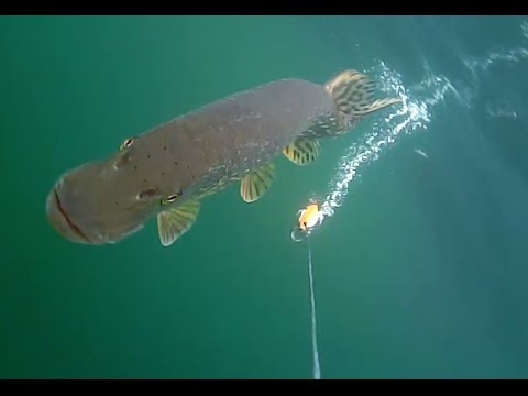 Pike attacks two