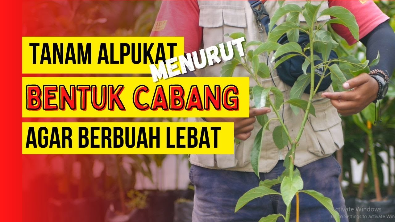 BONGKAR!!! RAHASIA TANAM ALPUKAT MENURUT ARAH CABANG AGAR PERTUMBUHAN LEBIH MAKSIMAL