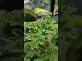 Scented Foliage #shortsfeed #shorts