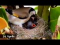 Goldfinch nesting in nature