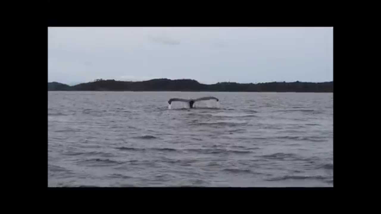 Marine Conservation in Southern Chile