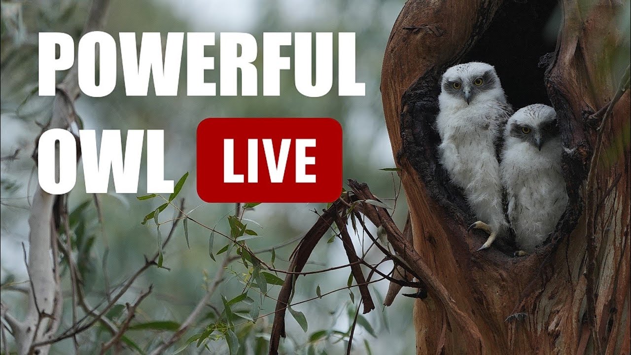 [LIVE] POWERFUL OWL🔥 小貓頭鷹等放飯｜山姆的可愛動物區EP6