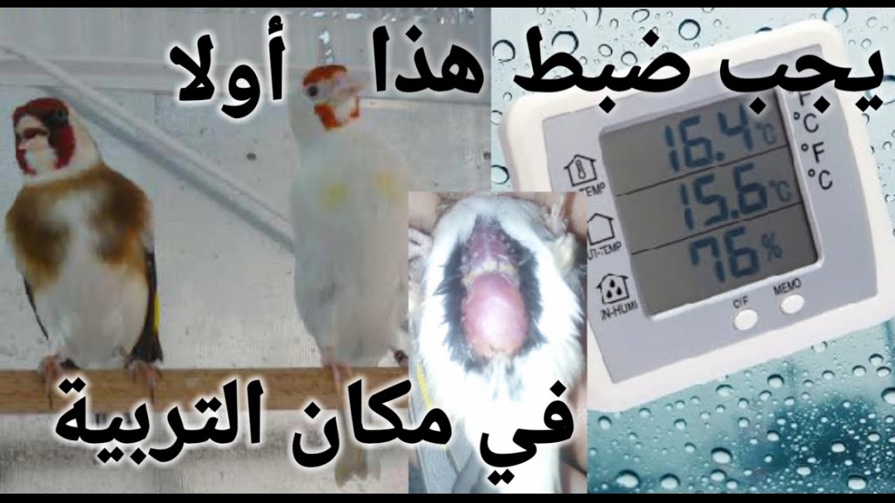 الرطوبة في غرفة أو مكان تربية الحسون و الطيور هي عامل لنجاح أو فشل التربية علينا مراقبتها
