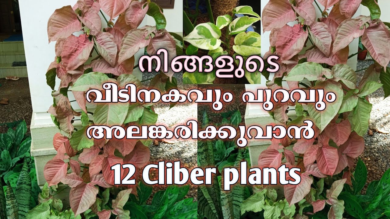 Best Climbing plants for indoor and outdoor 12 climbers with name