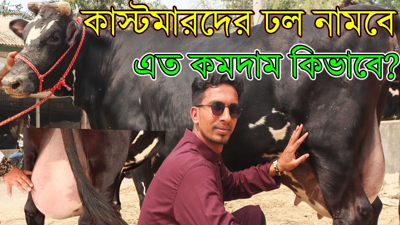 পাবনা জেলার প্রতিটা *থানার* খামারকে চ্যালেঞ্জ করা দামে আজকের গাভীর প্রতিবেদন। ভি.ভি.আ.পি গাভী দেখুন