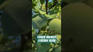 Fernor Walnuts Cevizinde Verim
