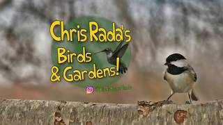 VR180 3D Cardinals and Chickadees!