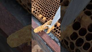 Oh! Cut removed queen cells out of beehive #beekeeper #amazing #workerbee #sweet #savethebees