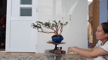 (đã gl) M679....gl ae cây nguyệt quế rừng. giá 150k..lh 0946160423.thông