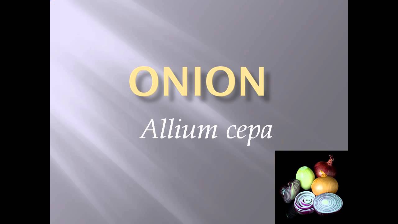 Pronunciation, Picture and Scientific name of vegetable ONION