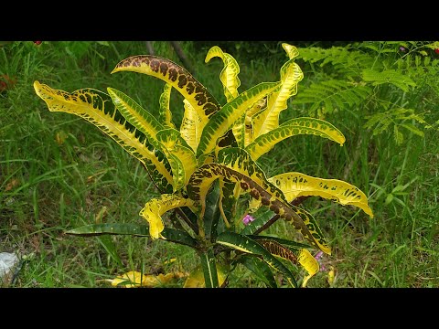 ভিডিও: Tamarisk একটি চিরসবুজ?