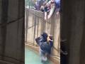 Gorilla rescues cat